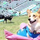 드림동물약품 이미지