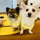 댕구르르 유치원 이미지