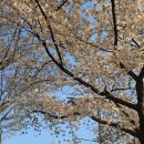 남명삼거리 | 대구 벚꽃 카페 명소 앞산 스타벅스 스카이타운점과 kbo md 현황(3.28.)