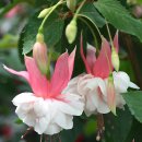 안의꽃사랑 이미지