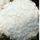 보리수농장 이미지