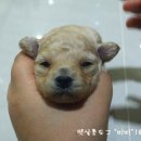 미미펫살롱 이미지