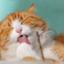 앙큼한고양이 이미지