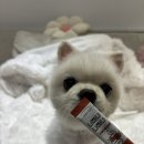 벨라독 | 강아지 유산균 추천 필수 영양제 휴앤독 유산균 스틱