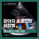 더블유인천심장동물병원