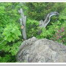 소백산가는길민박 이미지