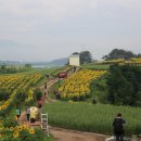 해바라기마을 네이버블로그