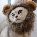 고양이 모자 이미지