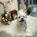 살롱드하츠 이미지