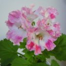 프리마 베라 이미지