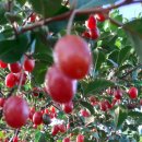 탐스럽개 이미지