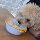 언더아멍 | 영주 애견카페 추천 넓은 강아지 운동장과 멍푸치노 언더아멍 내돈내산 솔직후기