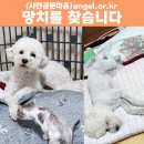 비숑 이미지