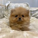 아띠퍼피 이미지