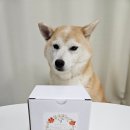 반짝반짝빛날희