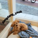 애견미용실 이미지