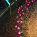 이마트24 대전 도안공원점 | 대전 야경 이렇게 예쁜 곳 맞아? 겨울 데이트코스 추천 — 도안호수공원 야간 산책 후기