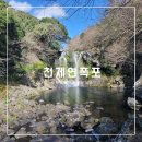천제연 담팔수나무 | 제주 중문 가볼 만한 곳 천제연폭포 아이와 함께 방문 후기