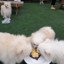 (유)비피코리아 이미지