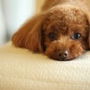 온사랑펫 이미지