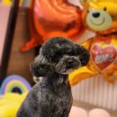 오늘도 예쁜 그루밍 이미지