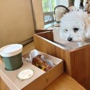 경주이씨 효부각 | 경주 반려견 동반 숙소 추천 | 반려동물호텔 키녹 디럭스 B 후기