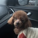 오늘도 아름답개 이미지
