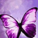 낭만고양이 이미지