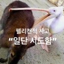 인간 펠리컨 등장_[미국 주식 전투력 측정기 개발 후기]