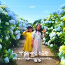 6월 제주 수국 명소 추천! 카멜리아힐 수국원 제주투어패스 이용 후기