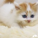 야옹아 멍멍해봐 아산점 이미지