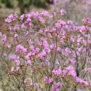진달래 - 동구 | 진달래