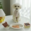 인천 부평 강아지 수제간식 케이크 펫브로