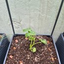 욕망의 열매 | 욕망의 승리