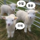 7위 삼성 원태인 양자리 vs 7위 SSG 앤더슨 양자리 이미지