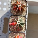 (가격조정)Gymnocalycium LB hybrids variegated (짐노LB 하이브리드금)1~3 이미지