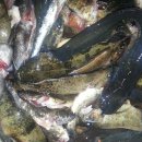 강변민박 이미지