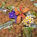 신비로운 빵가루 옷입은 명태포 깻잎 튀김 이미지