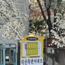 지산목련아파트경로당 | 대구 목련 명소 지산목련아파트 주차 개화상황 방문후기
