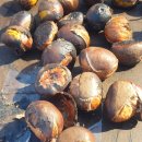 마곡사관광지 | 공주 여행 패키지 후기｜마곡사·군밤축제·무령왕릉 하루 코스