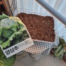 샌드위치, 파리바게트 네이버페이 50% 할인 꿀팁, 다이소 씨앗키우기, 전복이야기 4호 대전복 구매후기