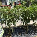 큰사랑어린이집 이미지