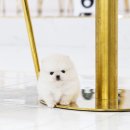 유앤미펫 강아지분양 고양이분양 위례점 이미지