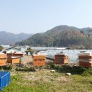 벌과 사람 이미지