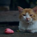 김포씨엘동물의료센터 이미지