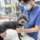 양주 센트럴 동물병원 이미지