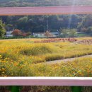 가고파플라워 이미지