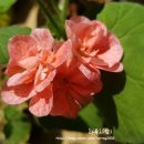 참새미커피 이미지