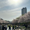 원덕다방 | [천안] 천안 당일치기 여행코스 추천 / 원성천 벚꽃 개화 상황, 사진 스팟 추천, 주차