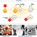 녹십자셀--단정하긴 이르다. 면역세포치료제 최고강자 이미지